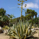 Agave seedling