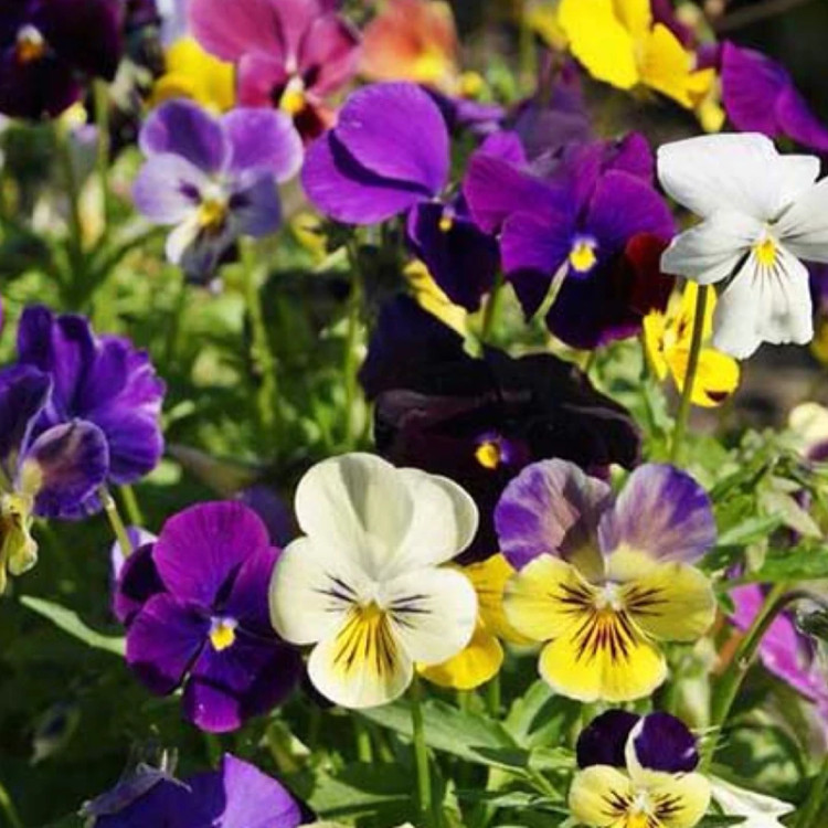 خرید گل زیبا و بزرگ