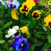 بوته گل بنفشه شاداب