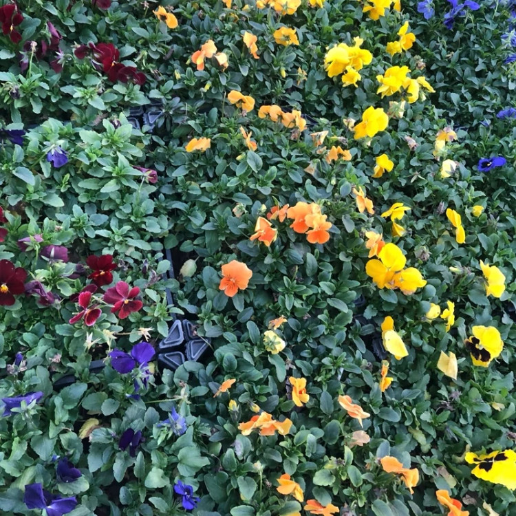 زیبا و شاداپ و بزرگ