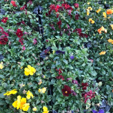 خرید گل اذرنهال سبز