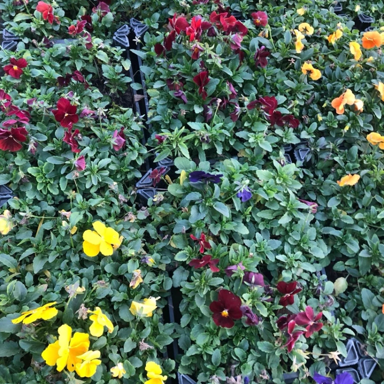 خرید گل اذرنهال سبز