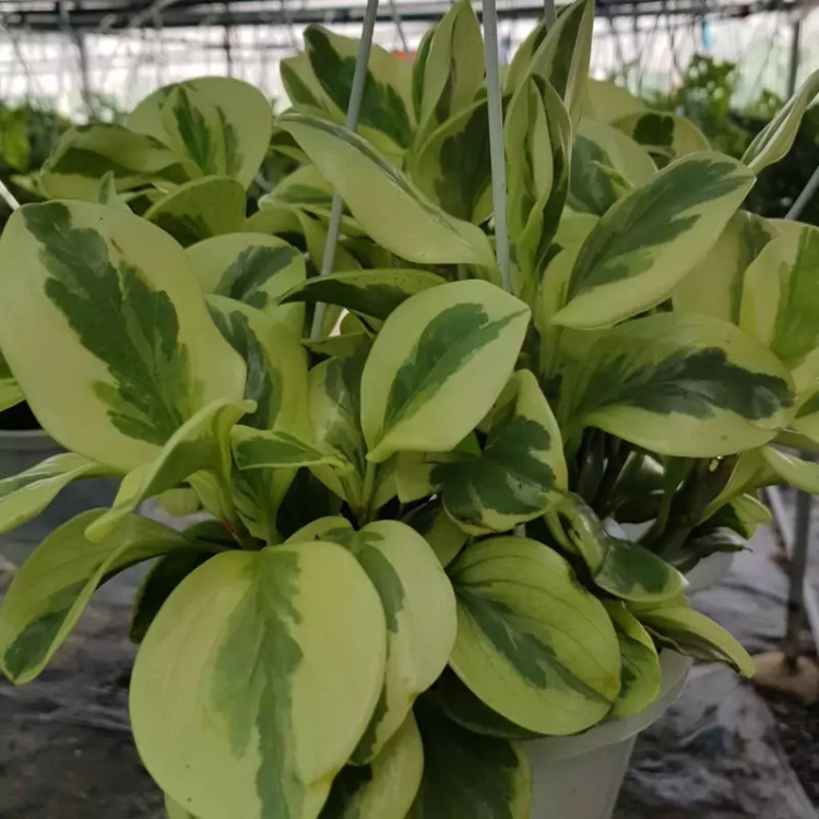 Ablaq spoon flower seedlings