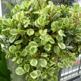 گل قاشقی دو رنگ و بزرگ شاداب