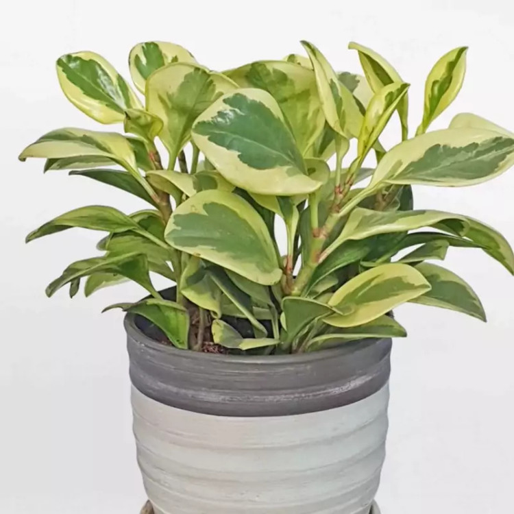 نهال گل قاشقی ابلق بزرگ