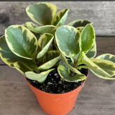 گل قاشقی خوشرنگ و زیبا