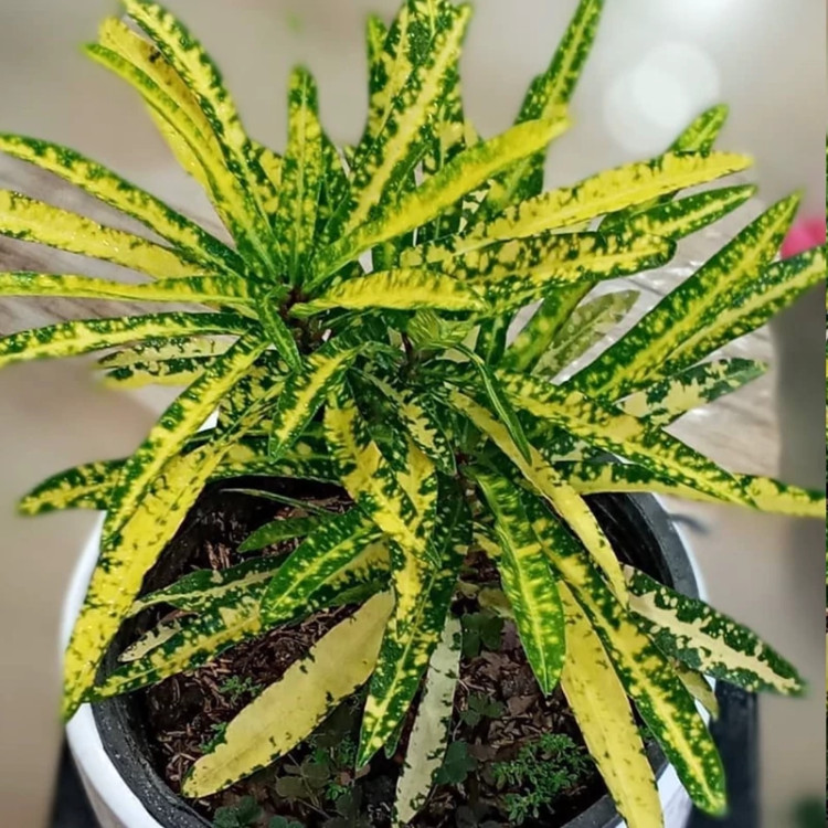 خرید گل زیبای اپارتمانی