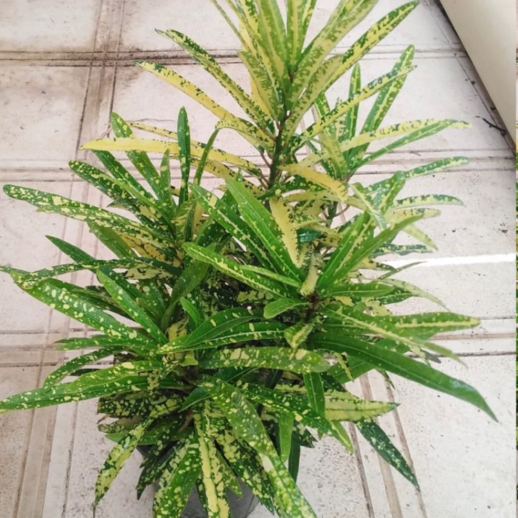 گل بزرگ و زیبا