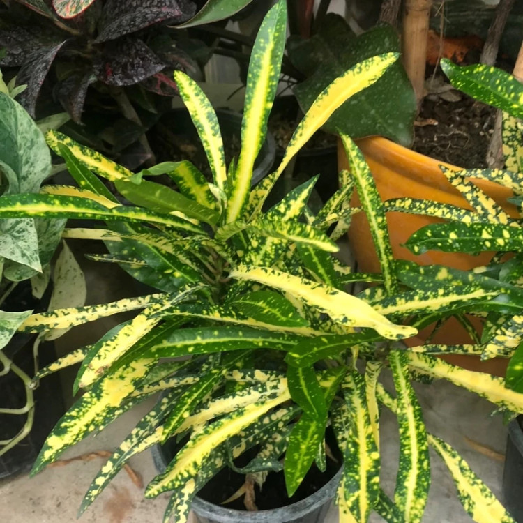 Acuba Croton Seedlings
