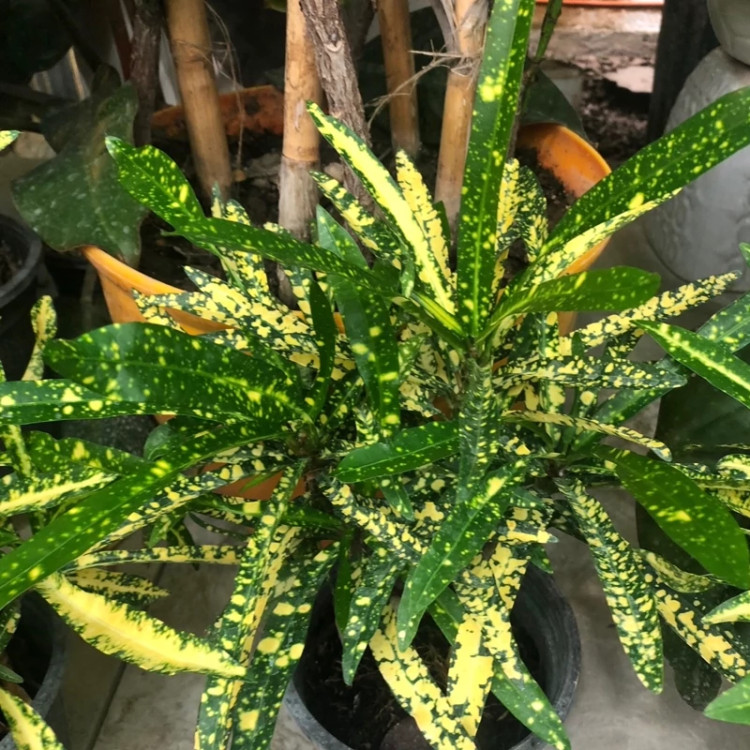 گیاه مقاوم و جان سخت