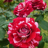 خرید گل زیبا و خوش رنگ