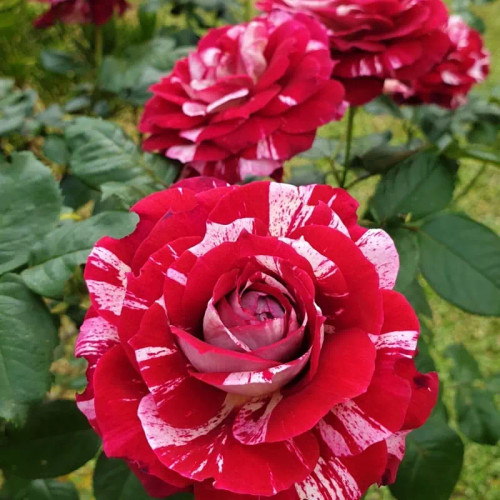 خرید گل زیبا و خوش رنگ