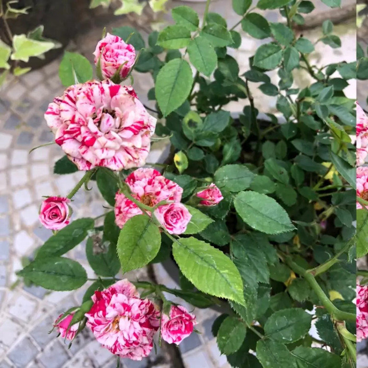 نهال رز جولیو سایز بزرگ