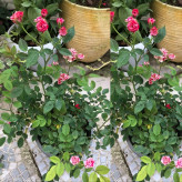 گل زیبا و خوشبو و سایز بزرگ