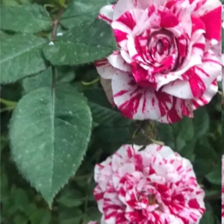 Julio rose seedlings