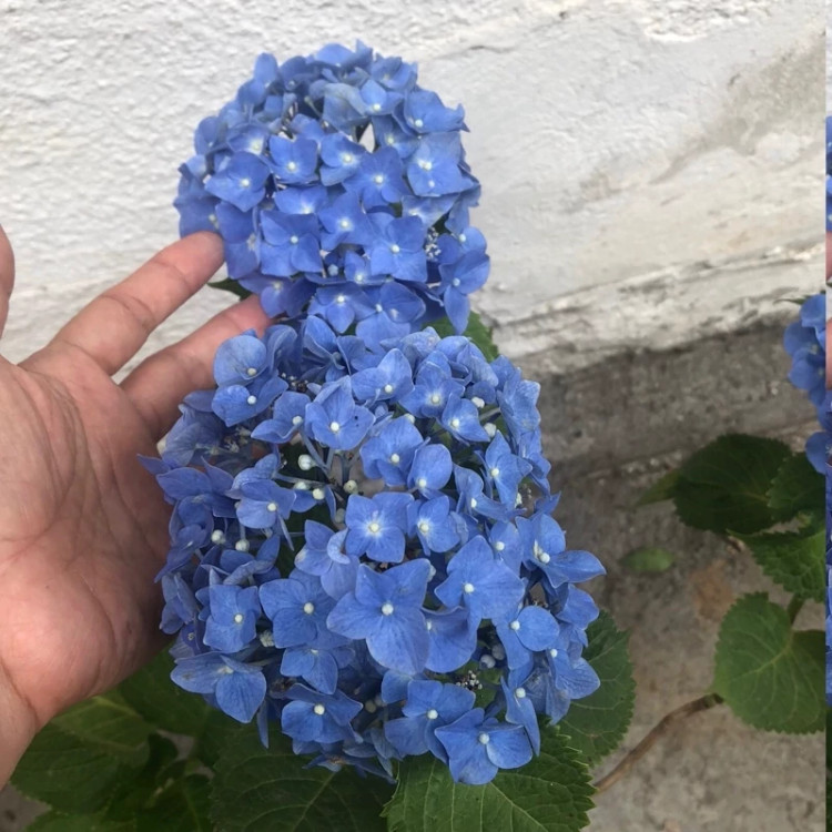 Blue hydrangea seedlings