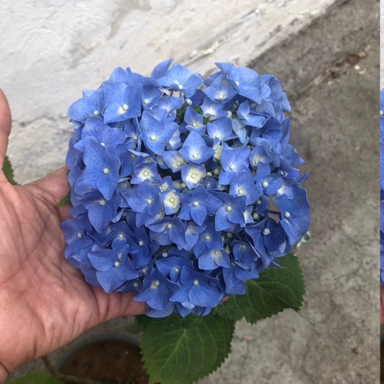 گل زیبا نهال ادریسی آبی