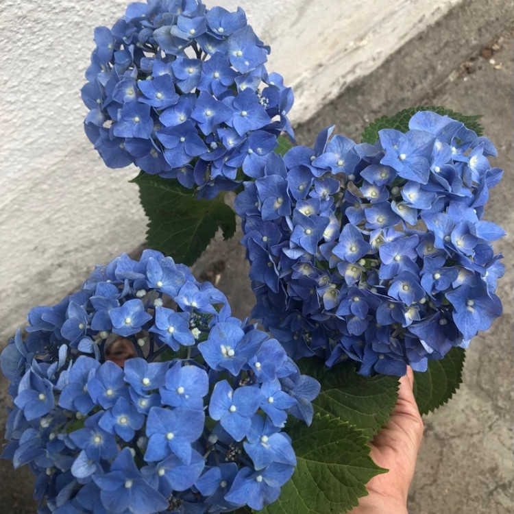 خرید نهال گل زیبا و خوشگل