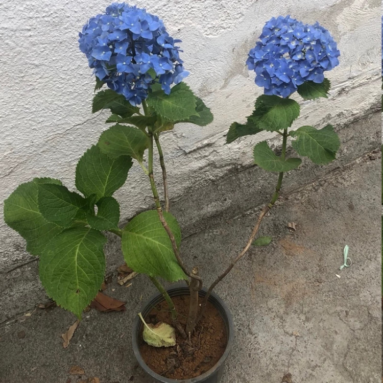 گل زیبای خوش بو بزرگ