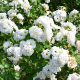 خرید گل زیبا سفید رنگ