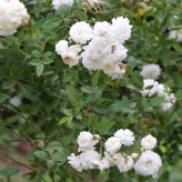 گل رز سفید خاص و پر گل