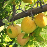 Yellow apple seedling