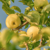 خرید نهال گلدانی بزرگ