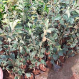 نهال بزرگ و بلند برای مناطق گرمسیری