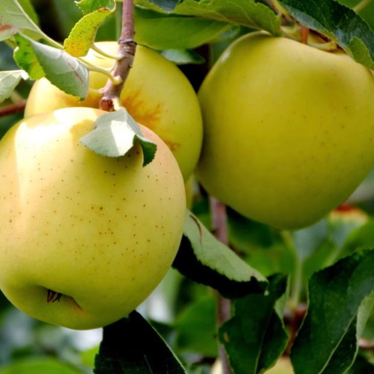 سیب مرغوب برای مناطق سرد