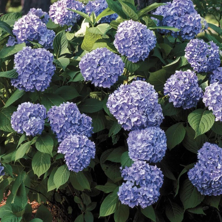 نهال ادریسی بنفش مقاوم و زیبا