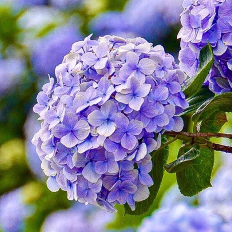 خرید نهال ادریسی بنفش