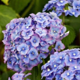 خرید نهال زیبا و بزرگ