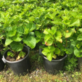 نهال ادریسی بنفش سایز بزرگ