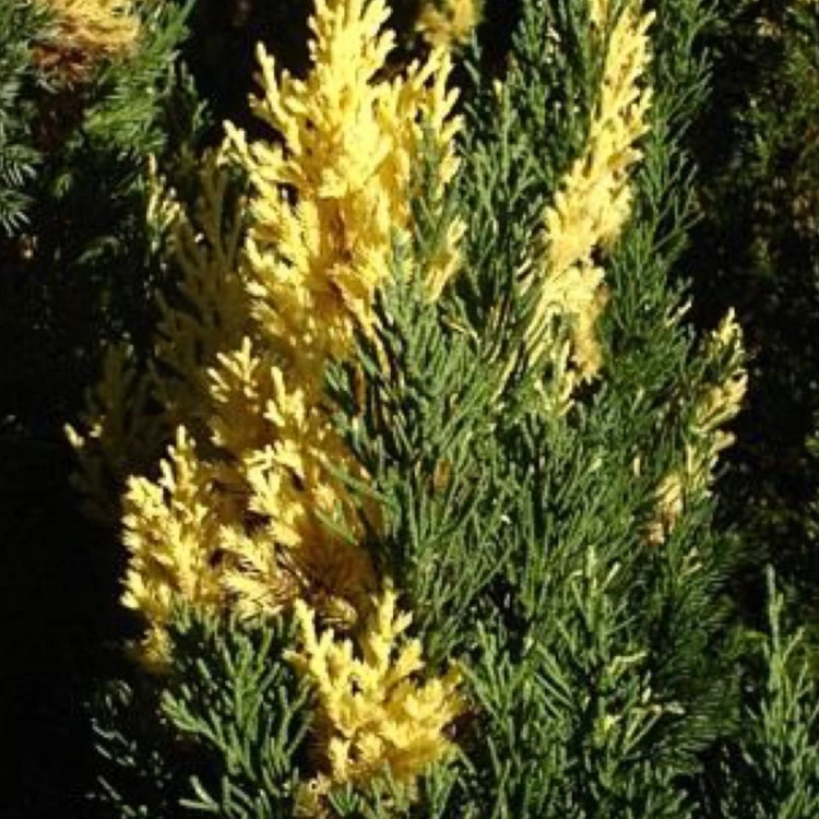 خرید نهال کاج ابلق