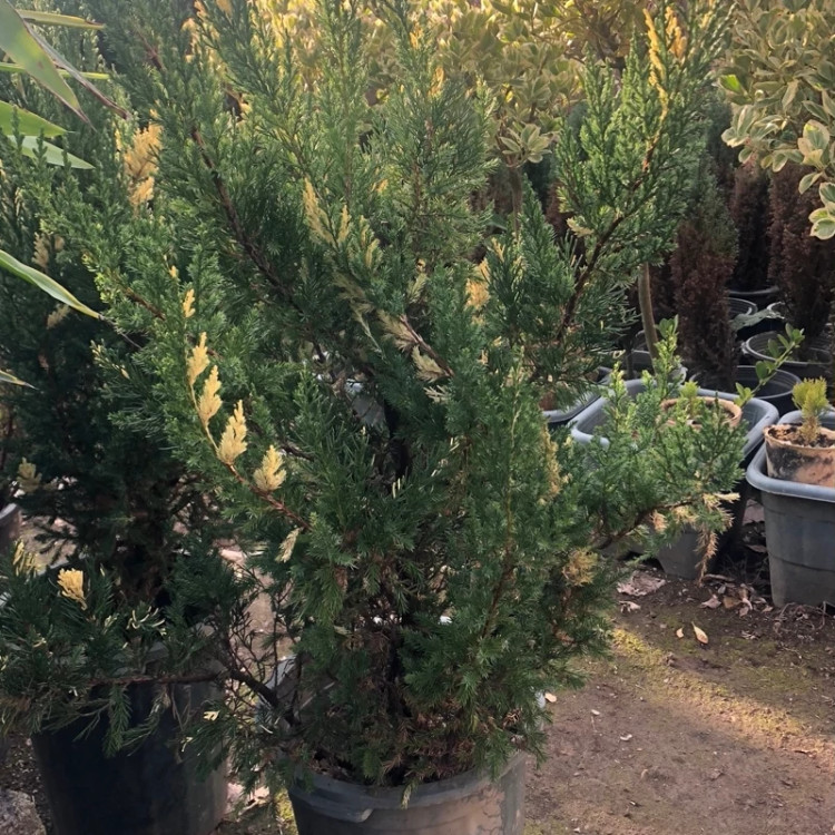 کاج مقاوم و زیبا