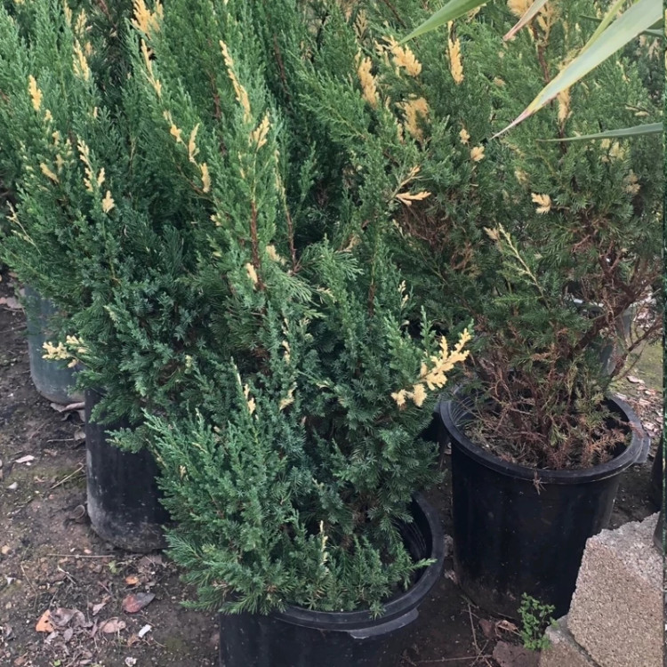 نهال کاج بزرگ و بلند