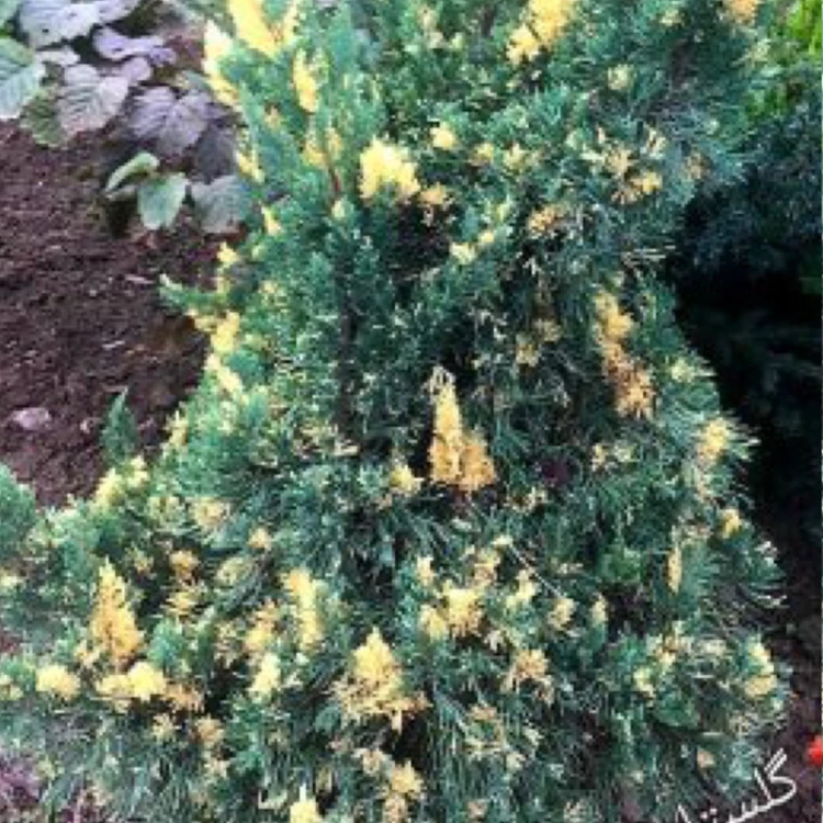 خرید کاج زیبا برای حیاط