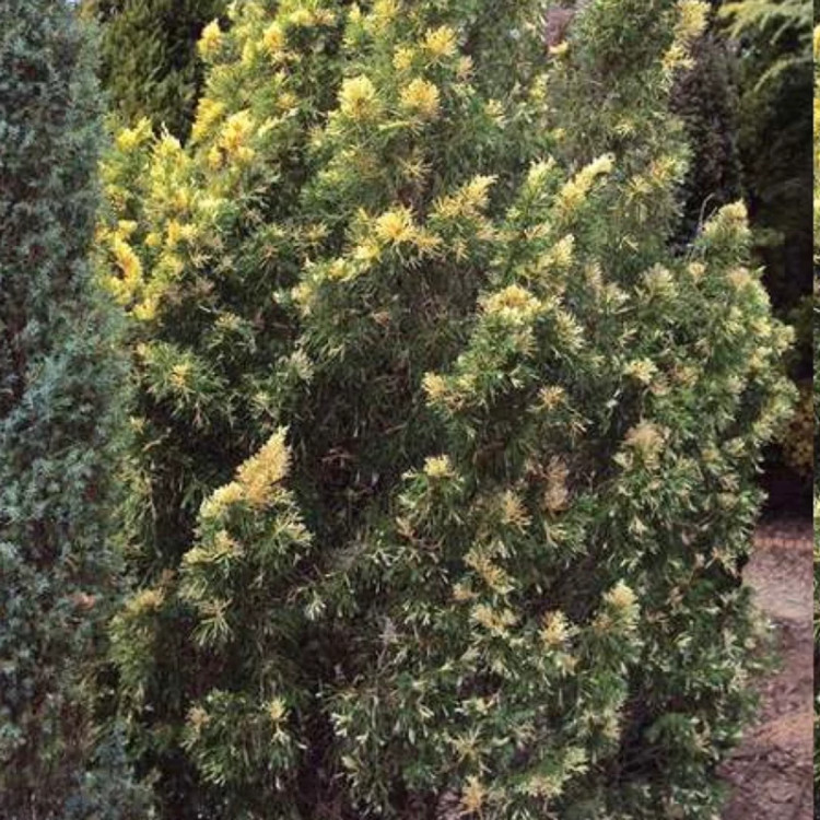 نهال کاج پر شاخه و پر برگ