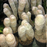 گیاه مقاوم به کم ابی و شرایط سخت