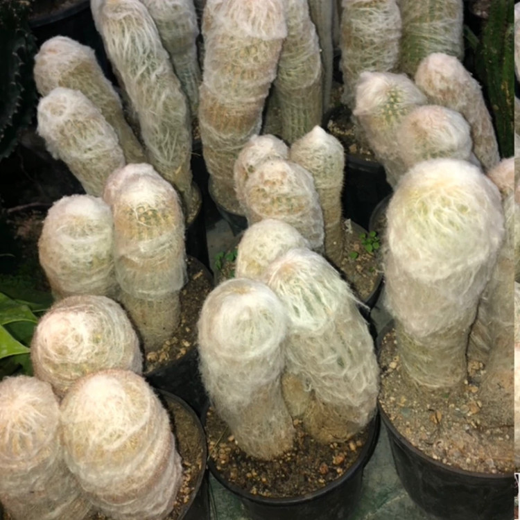 گیاه مقاوم به کم ابی و شرایط سخت