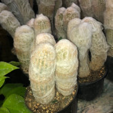 خرید نهال کاکتوس پیر مرد