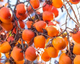 نهال خرمالو ۴ ساله بن دار