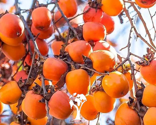 نهال خرمالو ۴ ساله بن دار