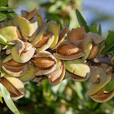 نهال بادام سایز بزرگ