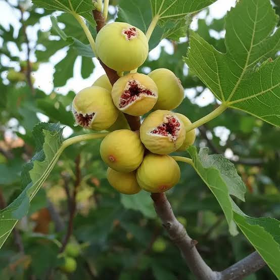 نهال انجیر سایز بزرگ