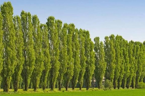 خرید نهال صنوبر دسته طی