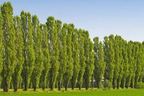 خرید نهال صنوبر دسته طی