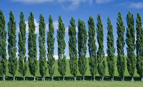 خرید نهال زیبا و بلند صنوبر کبوده