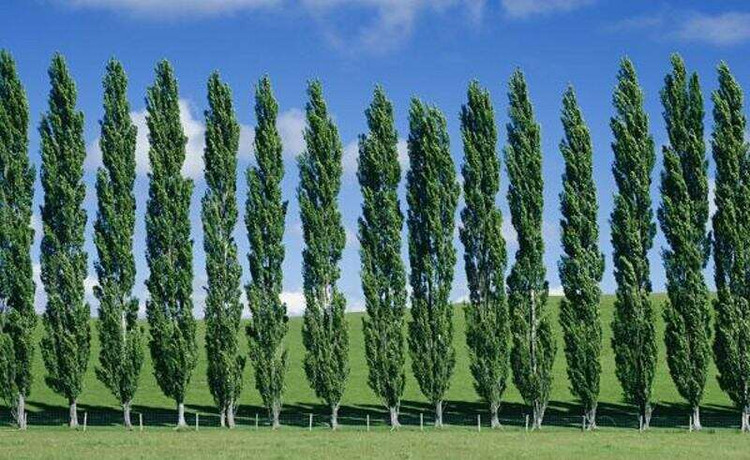 خرید نهال زیبا و بلند صنوبر کبوده