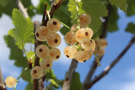 نهال خاص و زیبا